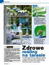 Zdrowe rośliny na tarasie