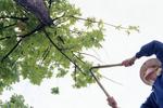 Tniemy drzewa i krzewy. Zasady dobrego cięcia drzew i krzewów
